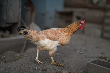 Village chickens in the chicken coop in the evening. There is artistic noise.