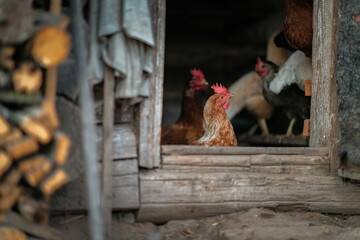 Village chickens in the chicken coop in the evening. There is artistic noise.