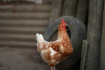 Village chickens in the chicken coop in the evening. There is artistic noise.