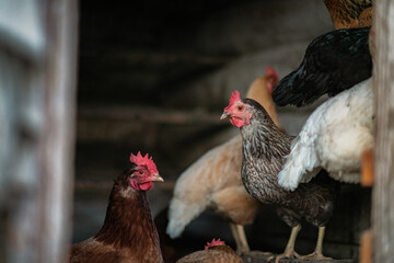 Village chickens in the chicken coop in the evening. There is artistic noise.