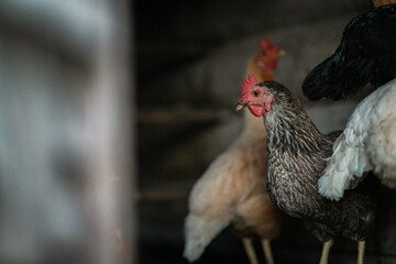 Village chickens in the chicken coop in the evening. There is artistic noise.