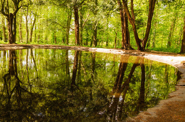 Tree lined pond in Antrim Castle Gardens
