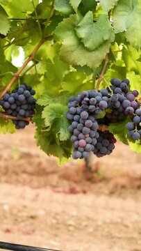 Veraison in a vineyard. Bunches of grapes with berries that begin the ripening phase. Traditional agriculture. Sardinia. Vertical video.