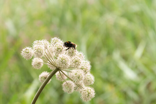 Bee on top of Angelica