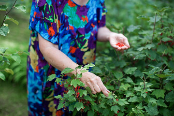Elderly woman harvests red currant berries in natural garden. Hands Aged Model in blue Dress