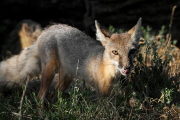 Naklejka na ściany i meble The corsac fox