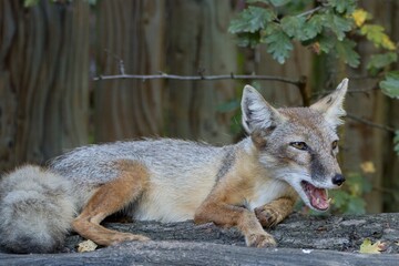 The corsac fox