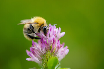 bee on a flower