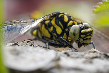 dragonfly in the grass