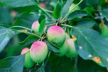 Home grown organic apples
