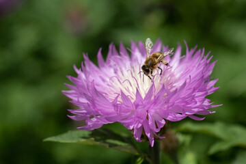 Purple with white cornflower flower with a bee close-up. Selective focus.