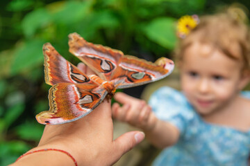 Child holds a butterfly on their hand. Coscinocera hercules. Selective focus.