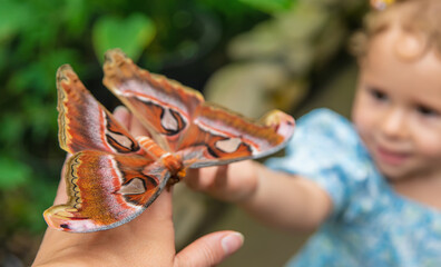 Child holds a butterfly on their hand. Coscinocera hercules. Selective focus.