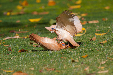 Play fighting Little Corella's (Cacatua sanguinea) on grassland
