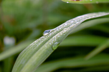 water drops on a grass