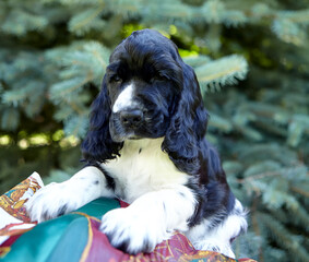 Park. Portrait of an English Cocker spaniel puppy. The dog lies on a colored stole and looks into the frame. The color is white and black. Age 1.5 months. The background is blurred.
