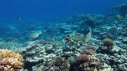 Naklejka na ściany i meble Beautiful fish on the reefs of the Red Sea. 