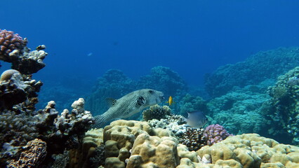 Beautiful fish on the reefs of the Red Sea.