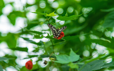 Yellow butterfly on a leaf. Papilio demoleus.