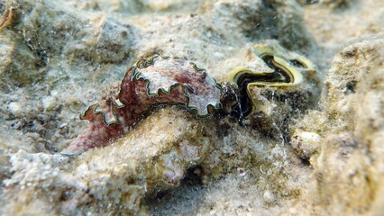 Margin glossodoris
Glossodoris cincta (Lat) 
Nudibranch mollusk. Banded glossodoris .
