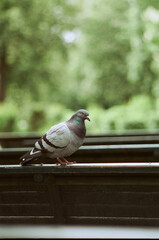 Pigeon au parc
