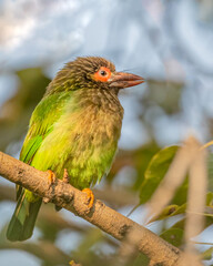 A Brown headed Barbet resting