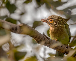 A Brown Headed Barbet resting in a shade
