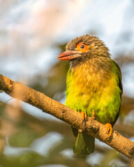 A Brown Headed Barbet perching