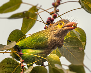 A Brown Headed Barbet on ficus religiosa tree