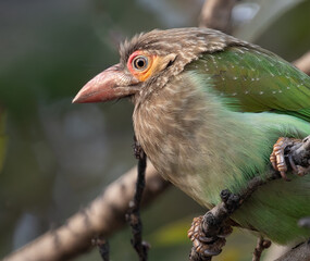 A Brown Headed Barbet looking down