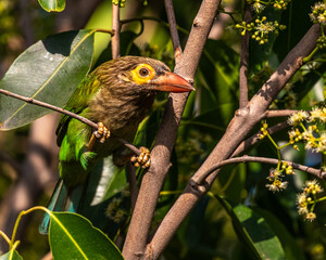 A Brown Headed Barbet looking down