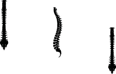 Spine Eps Vector,  Silhouette, Logo, Spine  Eps Vector Cut Files for Cricut Design, Spine  Digital Commercial Clipart 