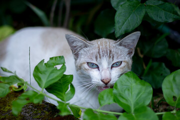 White cat. Wild white cat shelter.
