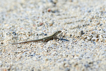 Young Common Wall Lizard (Podarcis muralis)