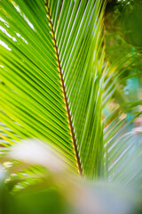 Obraz na płótnie Canvas Fresh green palm tree leaves