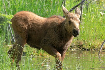 Moose baby walking in a swamp - 524727873