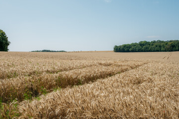 wheat field in the summer