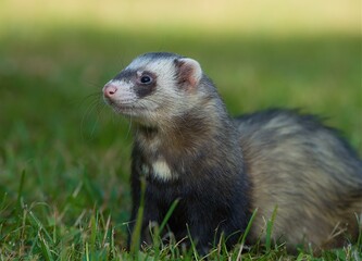 Closeup of the ferret in the park.