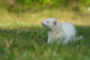 White ferret in the sunset on the grass.