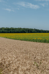 field of yellow sunflowers with trees & agricultural landscape