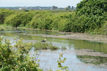 The stork standing by the water to hunt it's prey