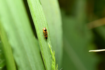 In the picture, a beetle with long whiskers and a dark spot on its back sits on a wide green leaf.