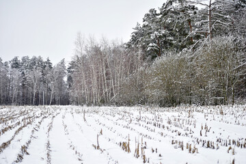The picture shows a field of mowed corn covered with snow and a forest with tall trees.