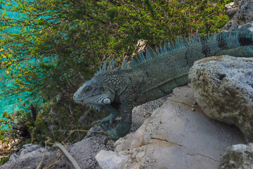 Leguan
