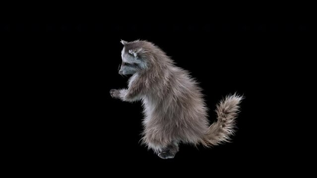raccoon Dance CG fur 3d rendering animal realistic CGI VFX Animation Loop composition 3d mapping cartoon, with Alpha matte