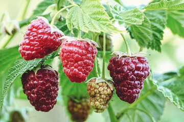 Raspberry growing in the garden, ripening raspberries on branch