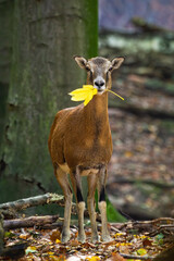 Mouflon, ovis orientalis, holding leaf in mouth in autumn in vertical shot. Wild ewe looking to the camera in forest in fall. Brown female mammal feeding in woodland.