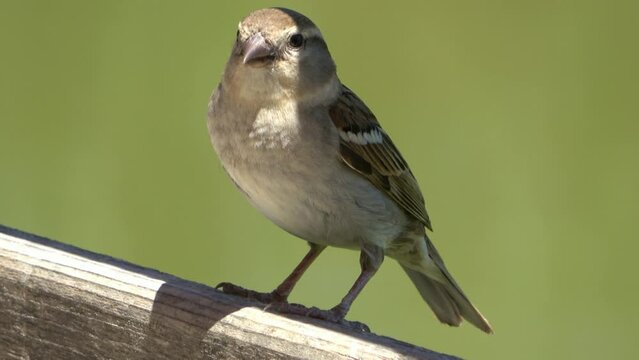 Un moineau  en gros plan