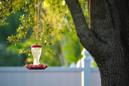 Feeder for birds and squirrels hanging on tree branch in park or backyard. Love and care about animals concept