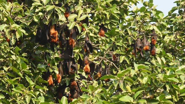 full shot of indian flying fox or greater indian fruit bat family or group hanging on tree with wingspan at keoladeo national park or bharatpur bird sanctuary rajasthan india asia - Pteropus giganteus